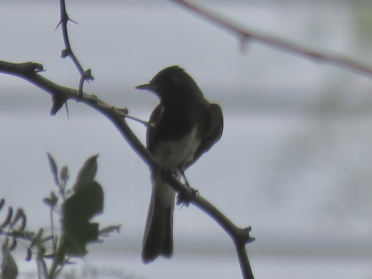 Black Phoebe - ML620683757