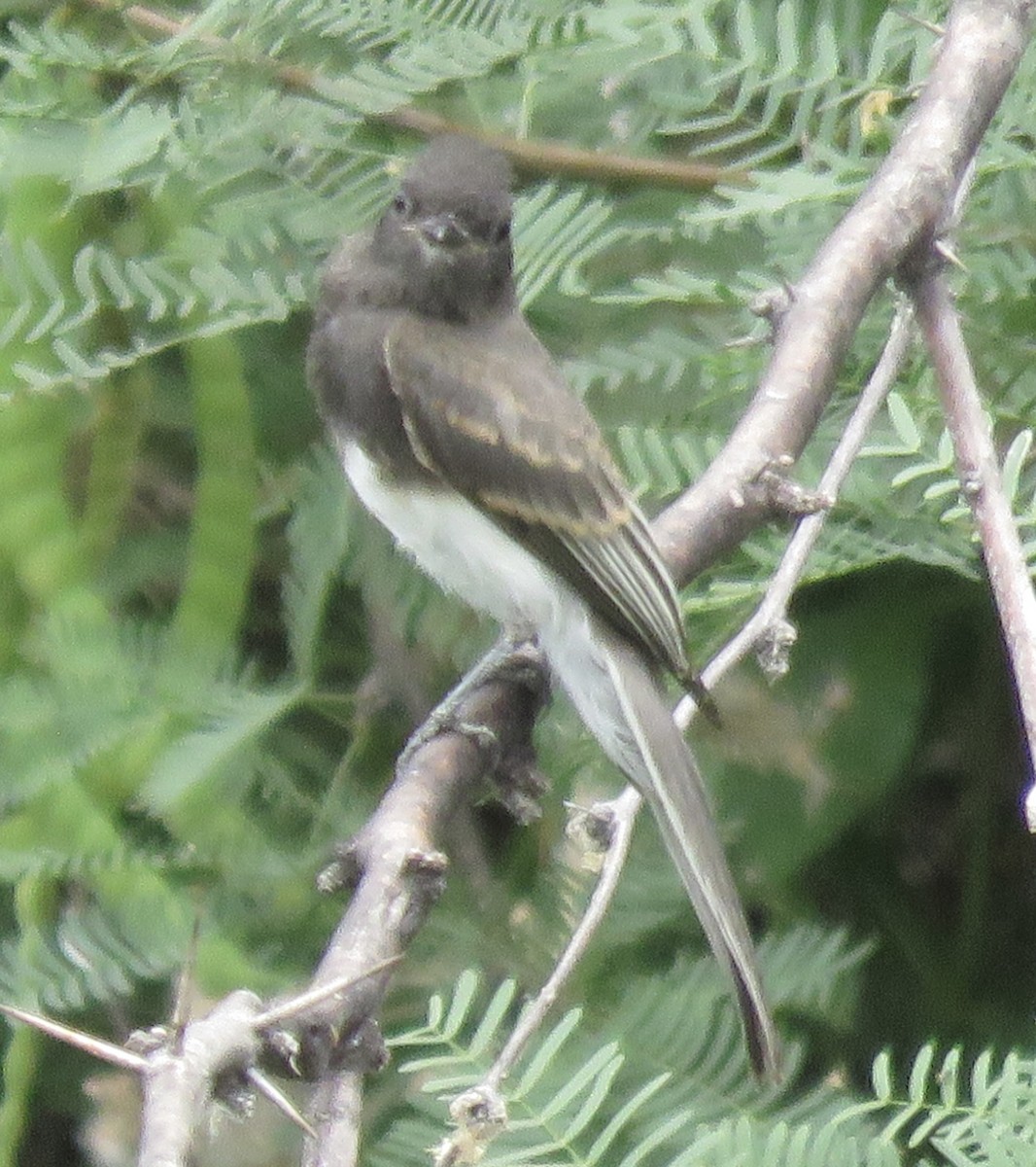 Black Phoebe - ML620683758