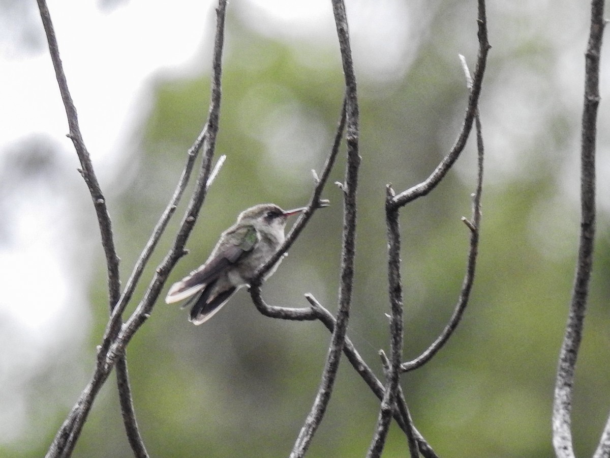 Colibrí Piquiancho Común - ML620683767