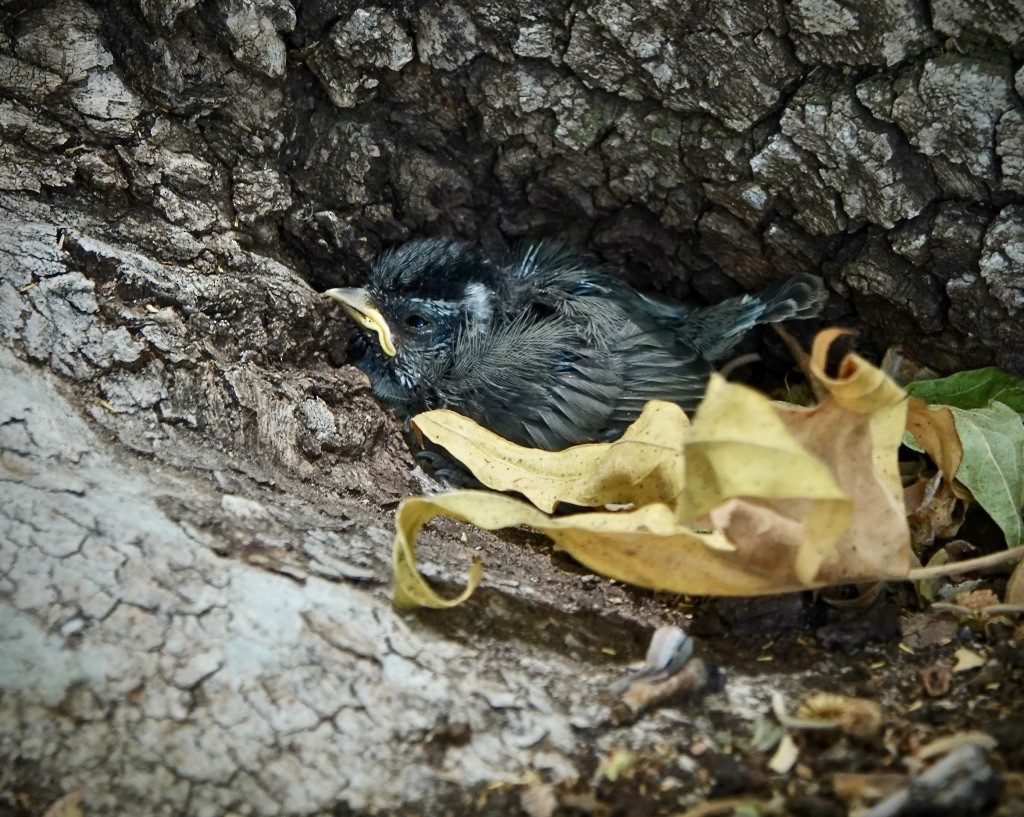 Bridled Titmouse - ML620683768