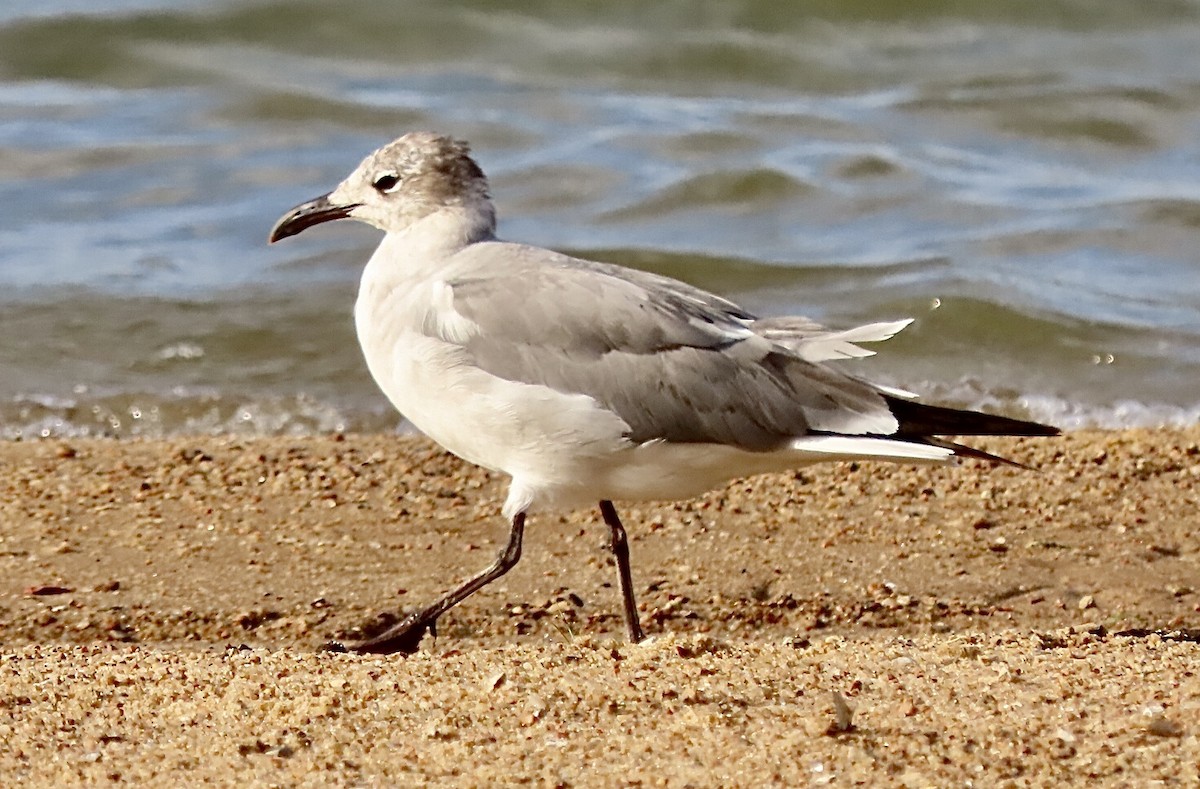 Laughing Gull - ML620683771