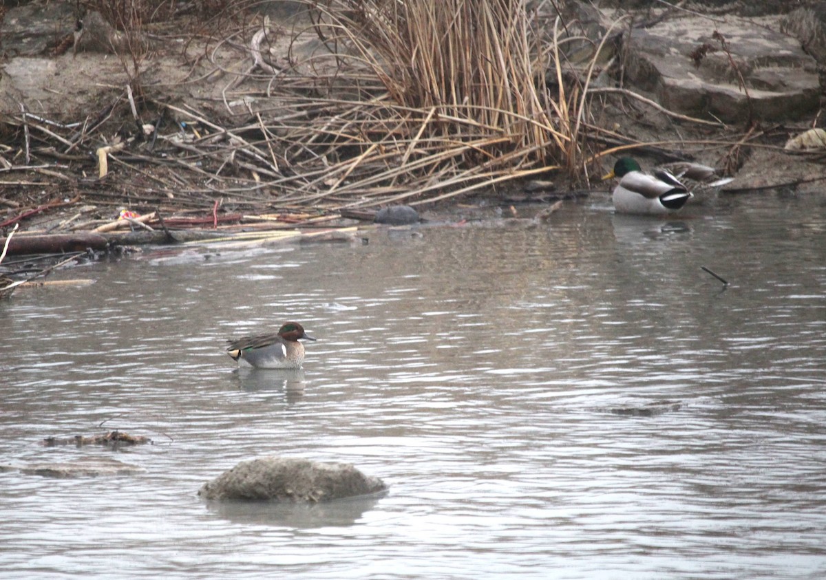 Green-winged Teal - Jackson Ceedub