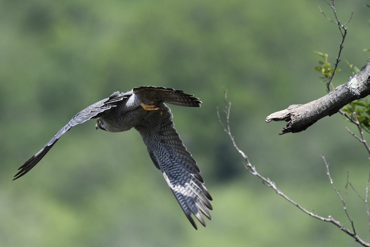 Peregrine Falcon - ML620683780