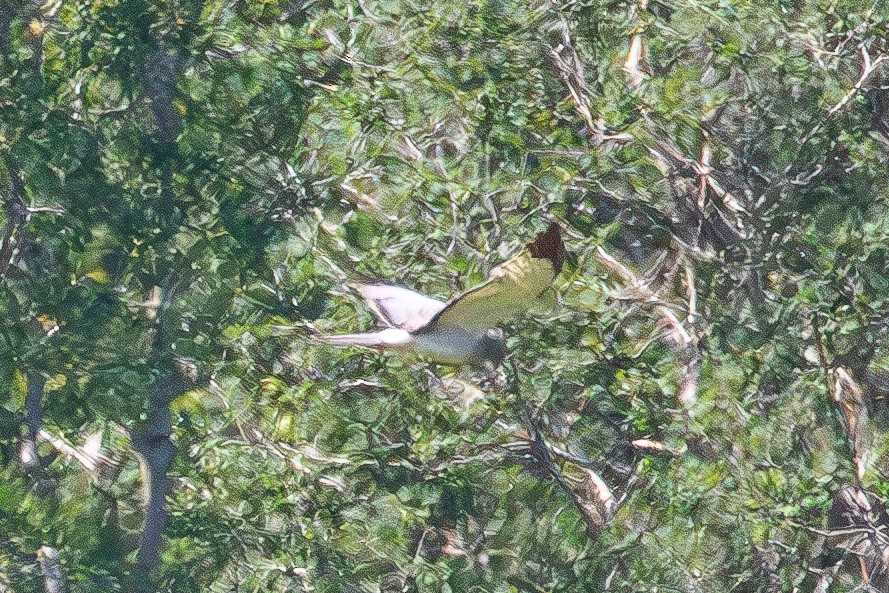 Aguilucho de Hudson - ML620683782