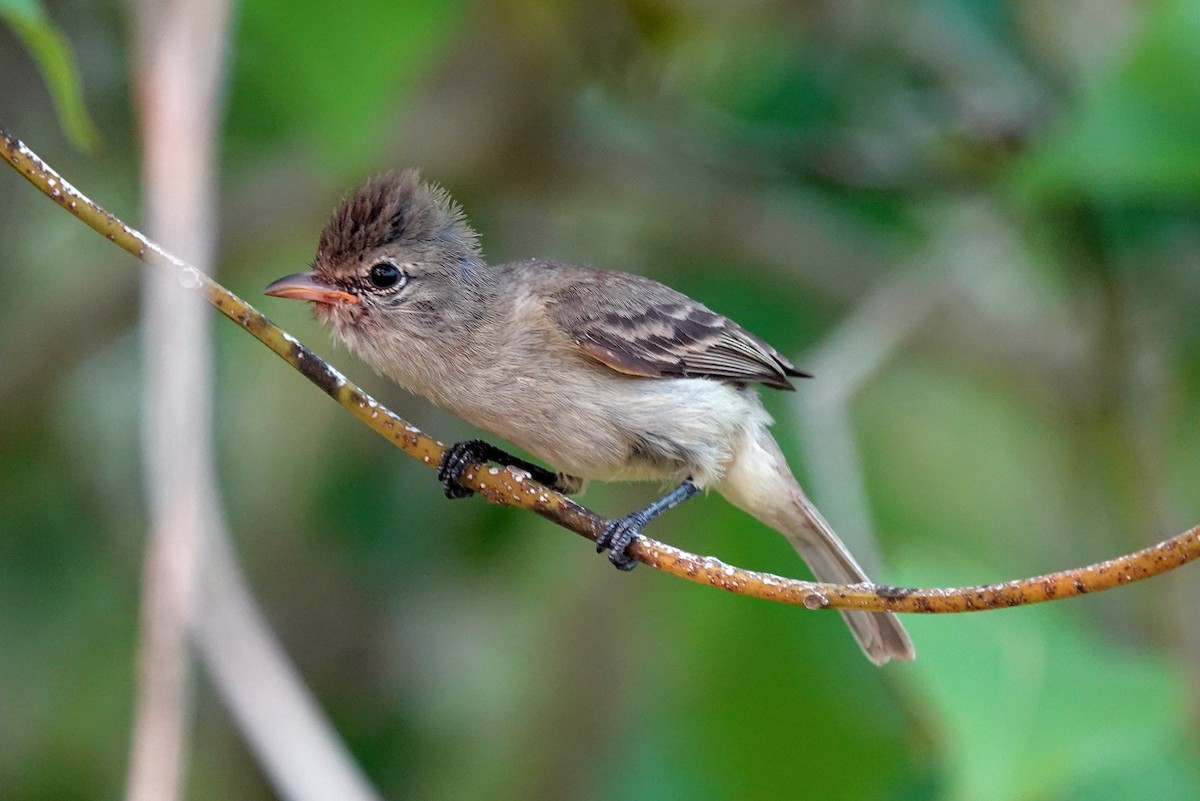 Northern Beardless-Tyrannulet - ML620683783