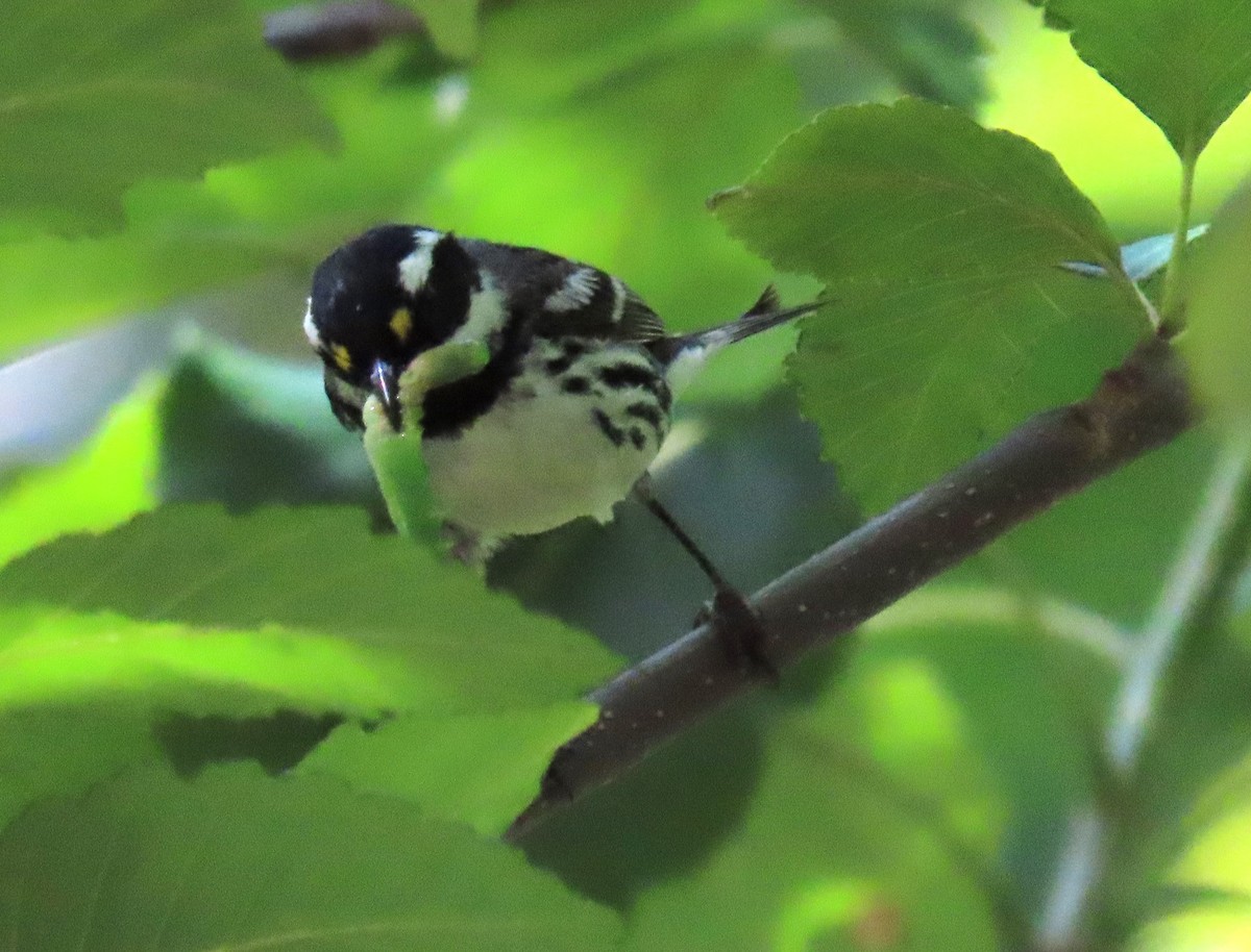 Black-throated Gray Warbler - ML620683784