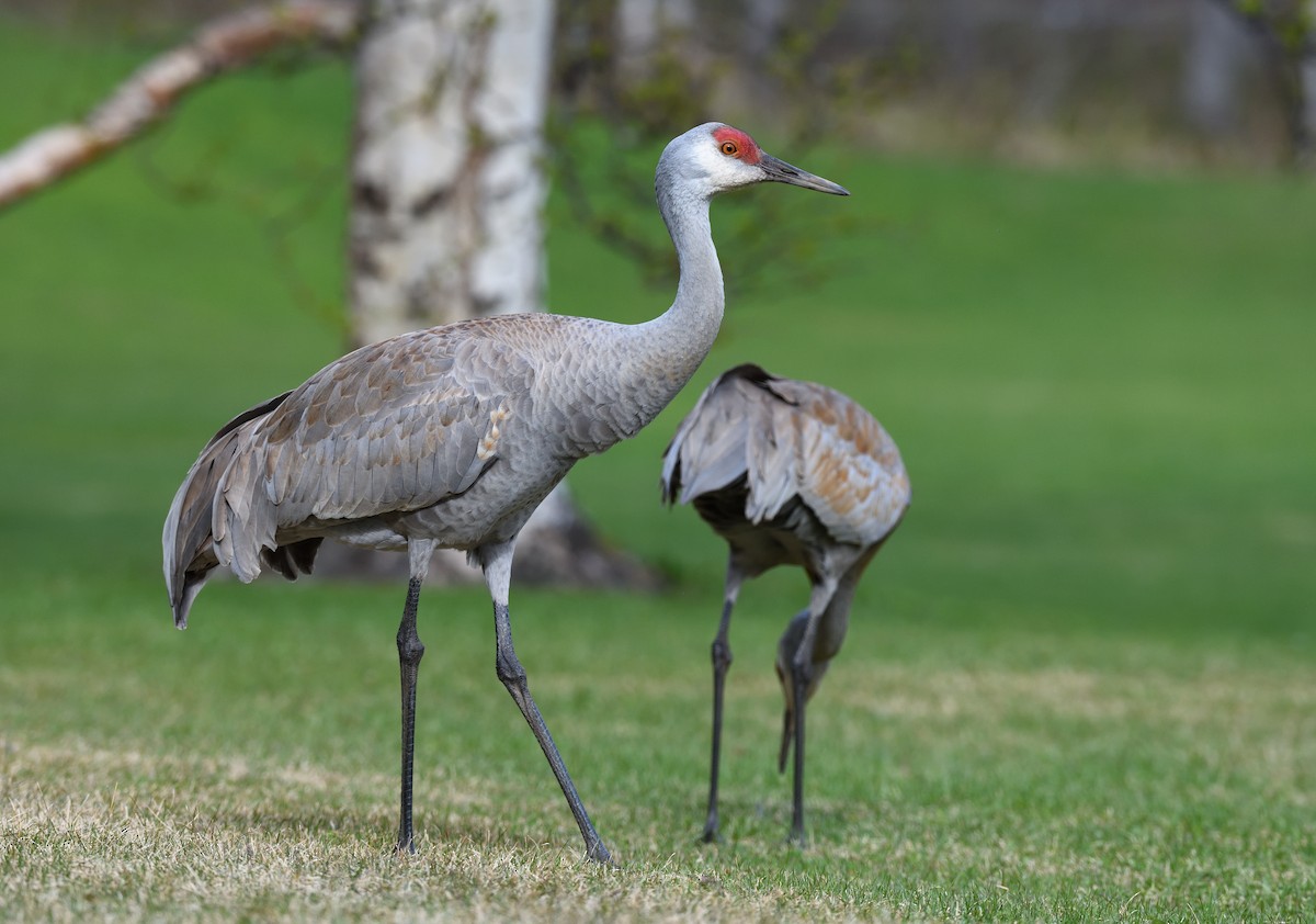 Sandhill Crane - ML620683787