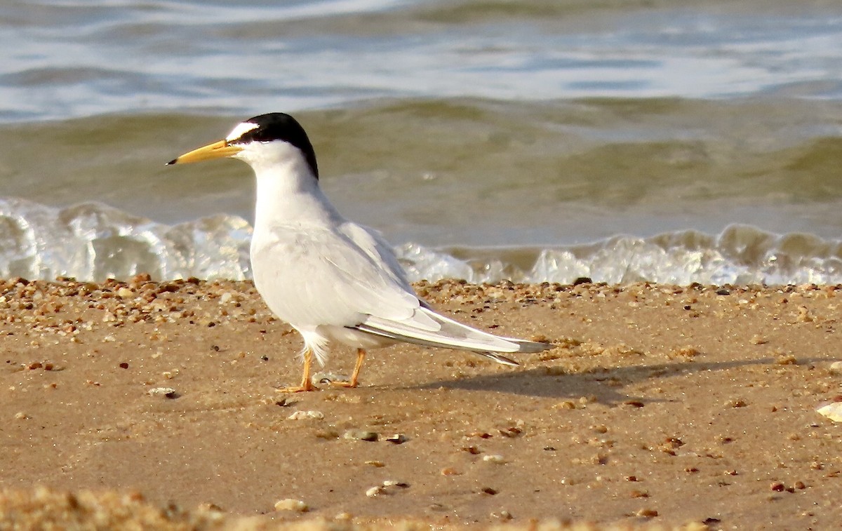 Least Tern - ML620683791