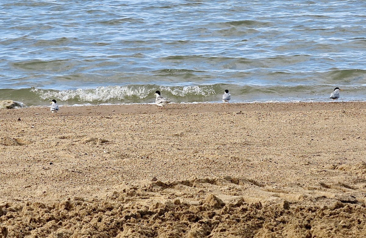 Least Tern - ML620683792