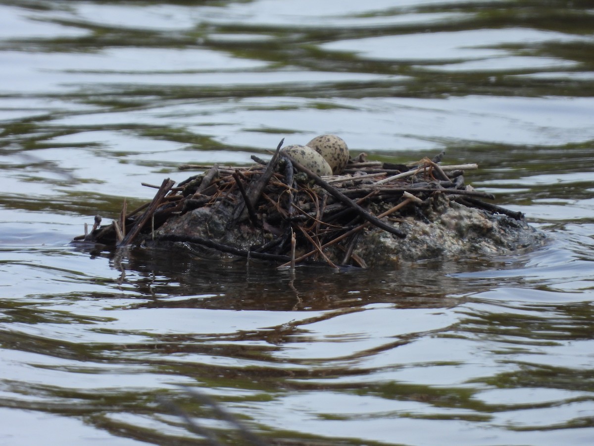 Black-necked Stilt - ML620683794