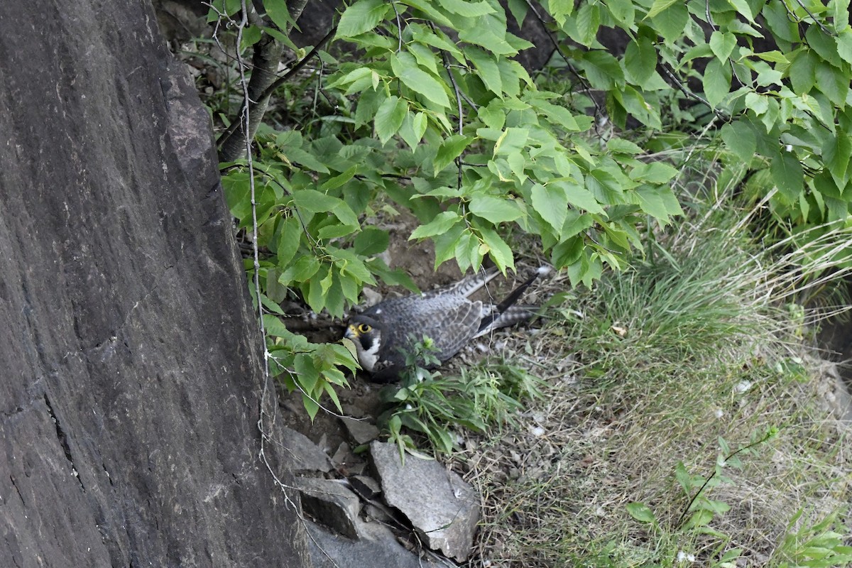 Halcón Peregrino - ML620683796