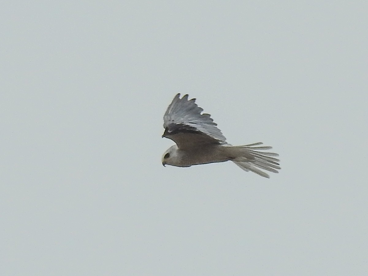 White-tailed Kite - ML620683798