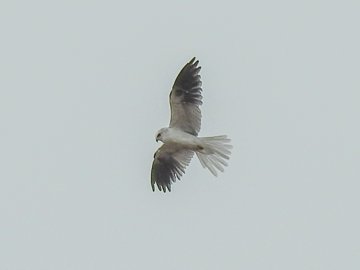 White-tailed Kite - ML620683799