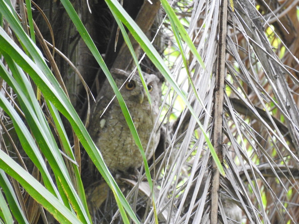 Autillo de Manglar - ML620683800