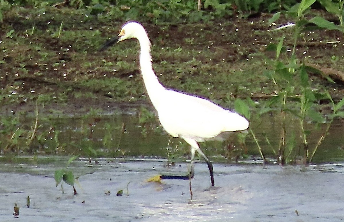 Snowy Egret - ML620683803