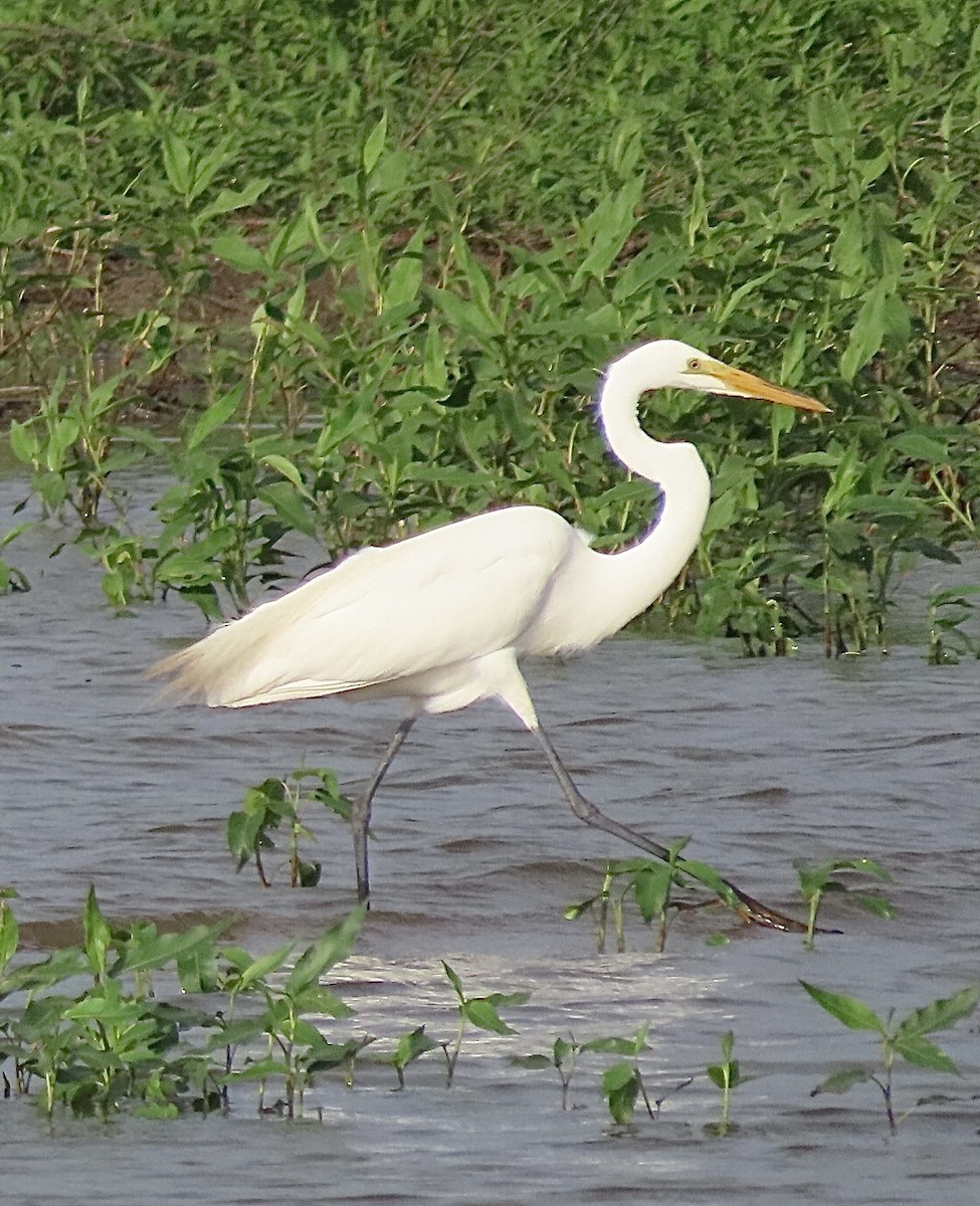 Great Egret - ML620683806