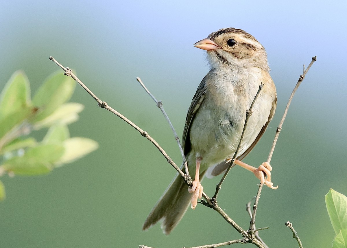 Clay-colored Sparrow - ML620683807