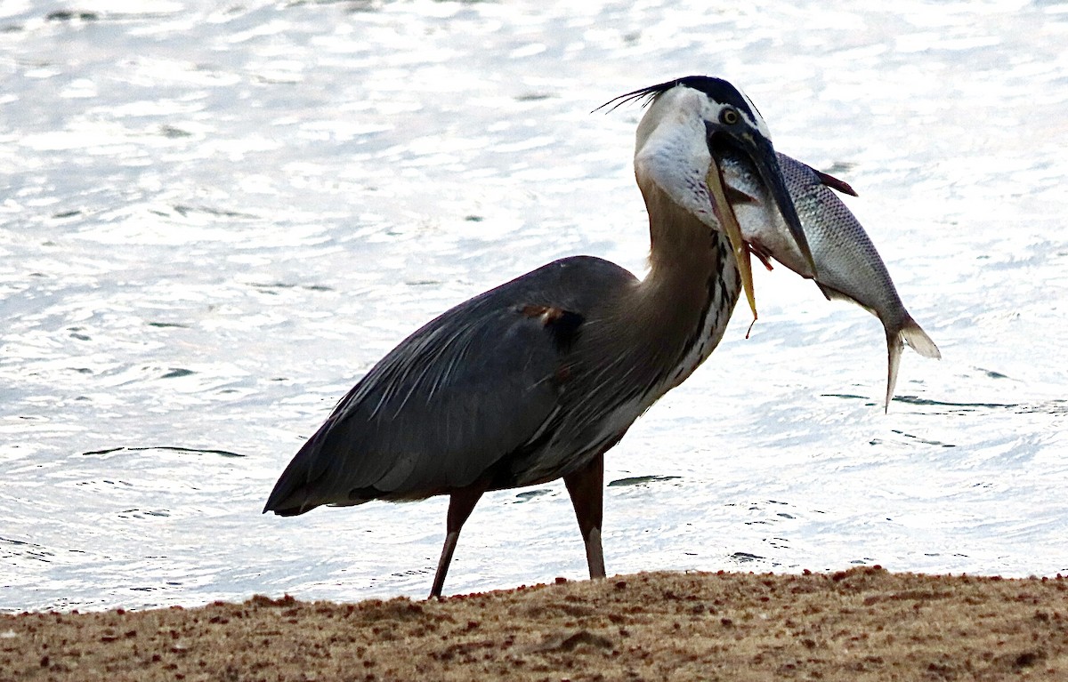 Great Blue Heron - ML620683812