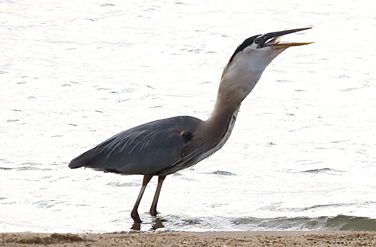 Great Blue Heron - ML620683813