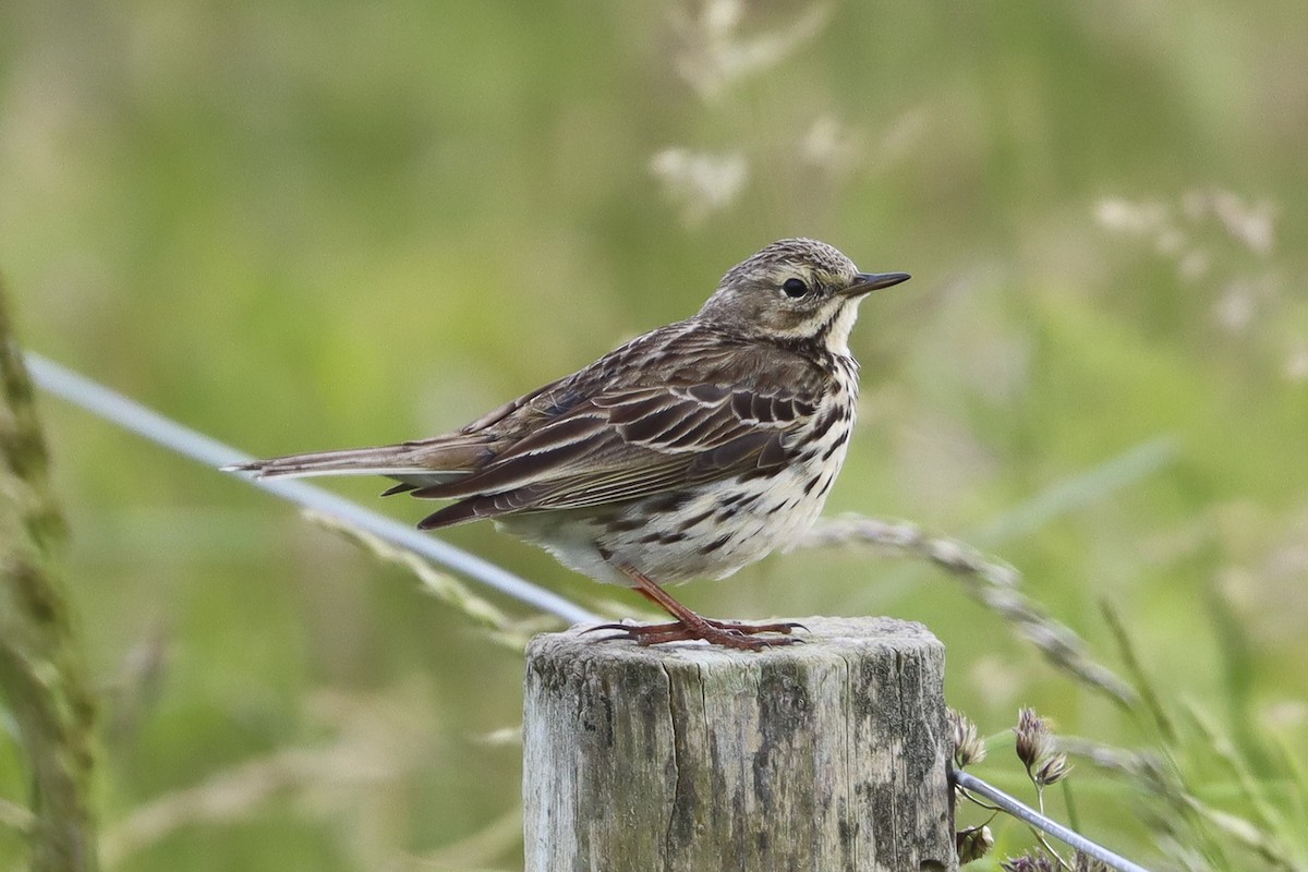 Meadow Pipit - ML620683815