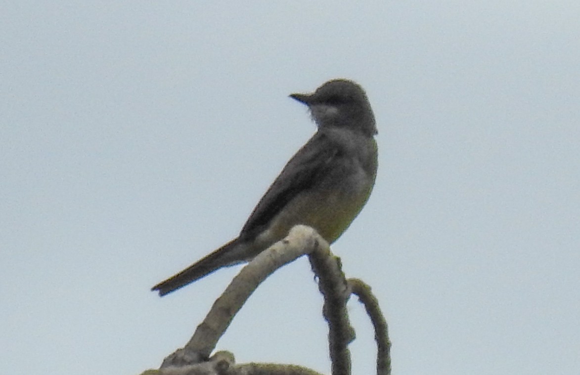 Cassin's Kingbird - ML620683823