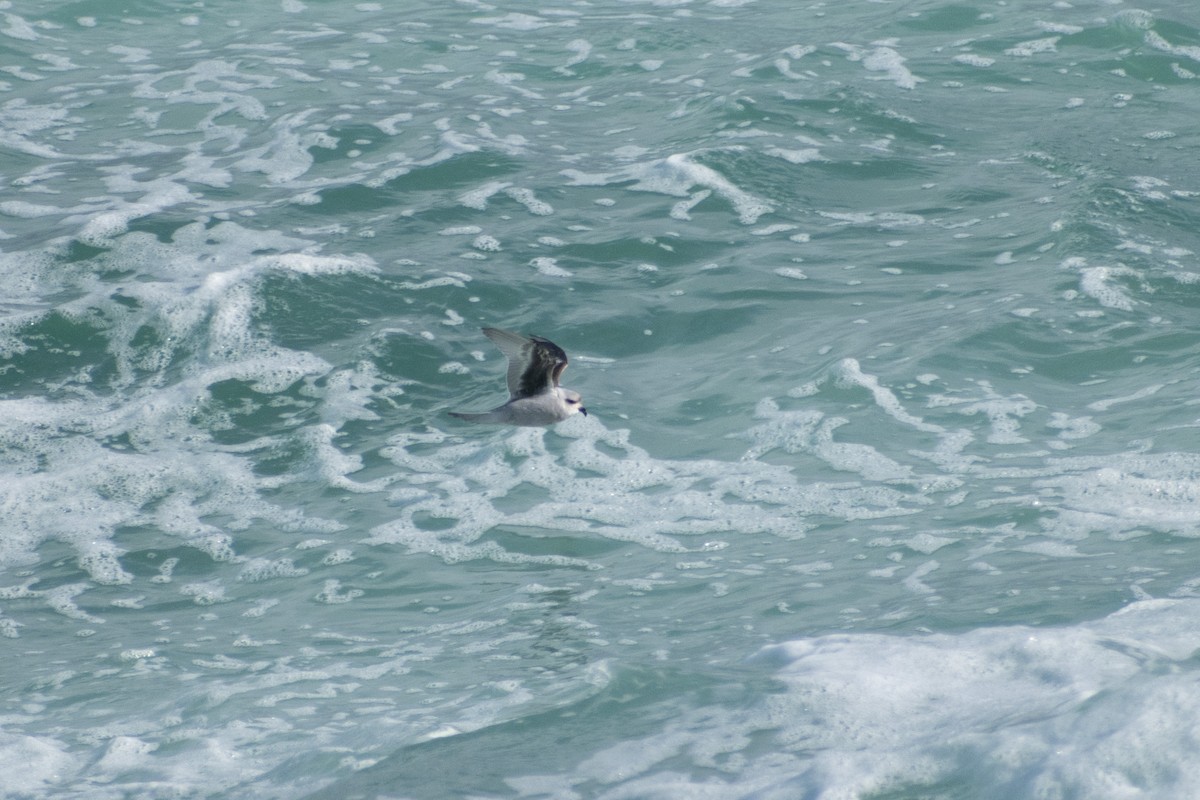 Fork-tailed Storm-Petrel - ML620683824