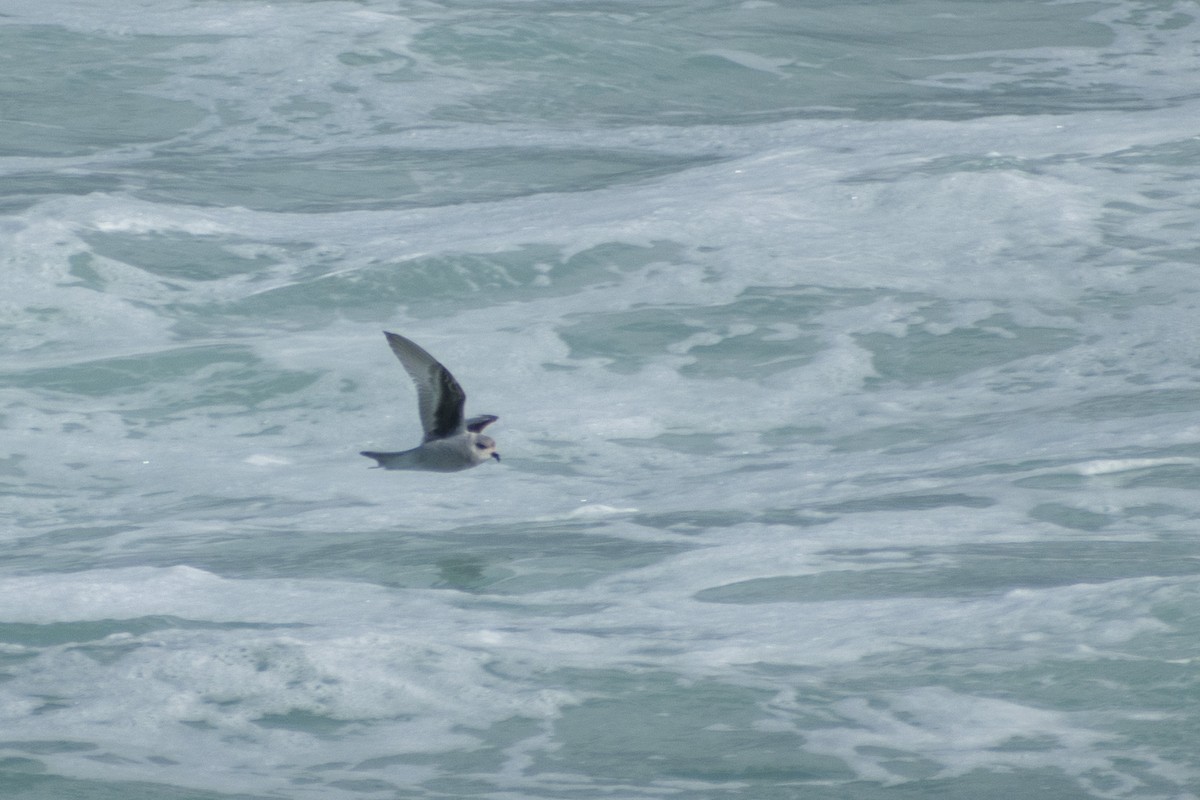 Fork-tailed Storm-Petrel - ML620683825