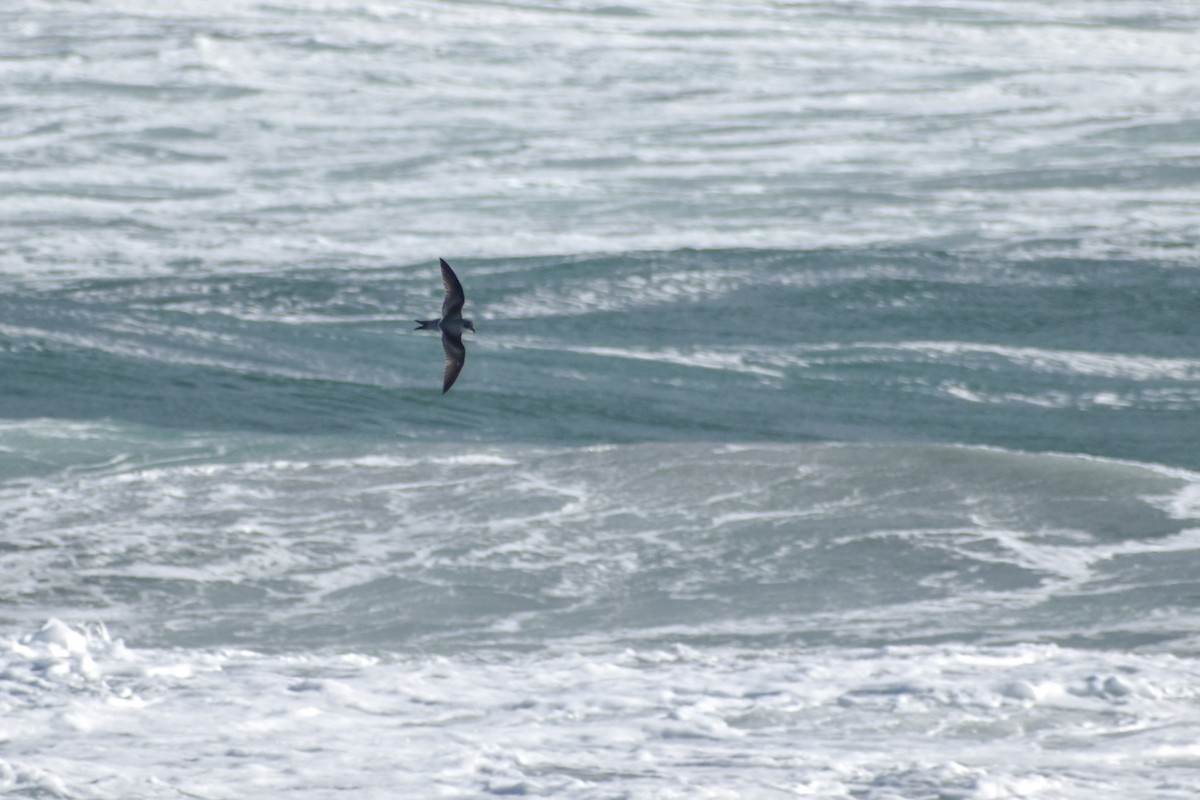 Fork-tailed Storm-Petrel - ML620683826