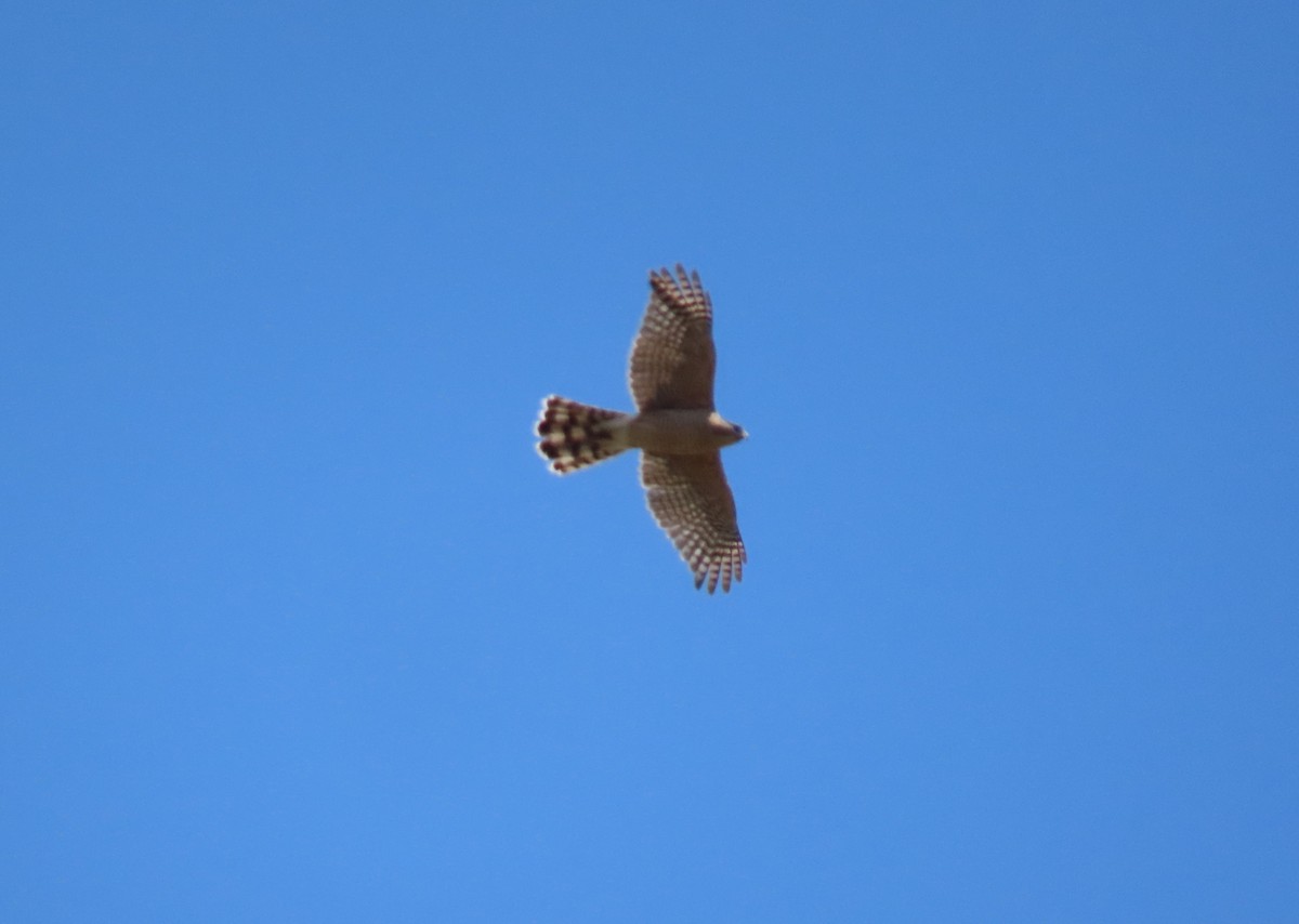 Cooper's Hawk - ML620683828