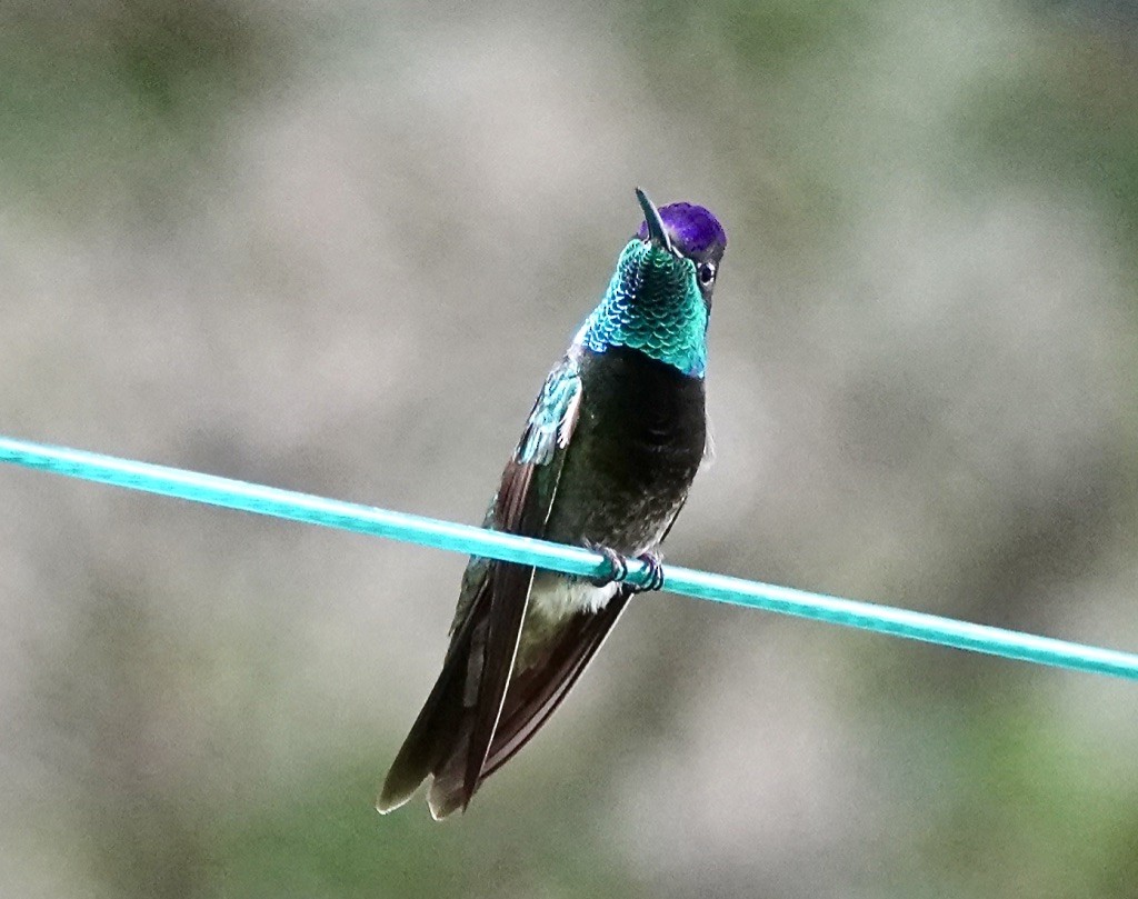 kolibřík skvostný - ML620683829