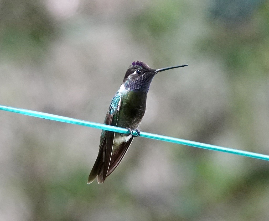 Rivoli's Hummingbird - ML620683830