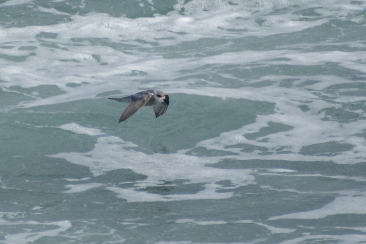 Fork-tailed Storm-Petrel - ML620683832