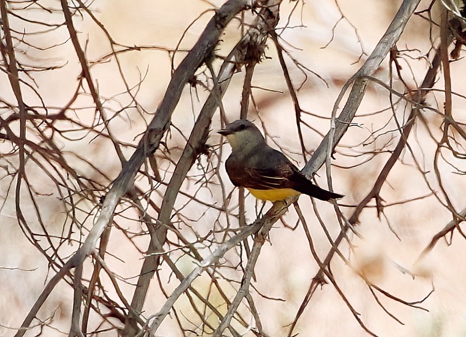 Western Kingbird - ML620683833