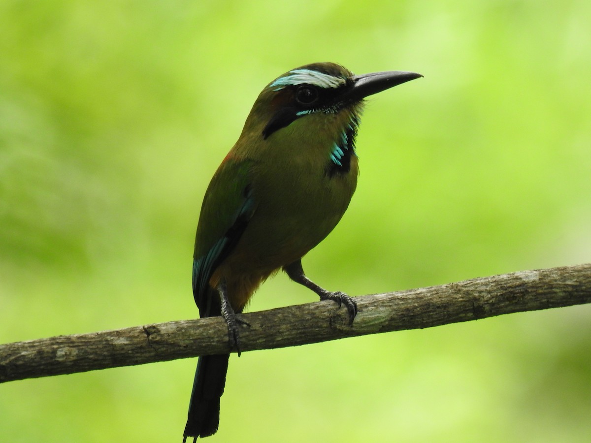 Turquoise-browed Motmot - ML620683834