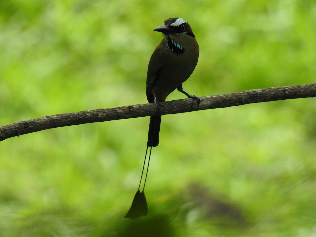 Turquoise-browed Motmot - ML620683840