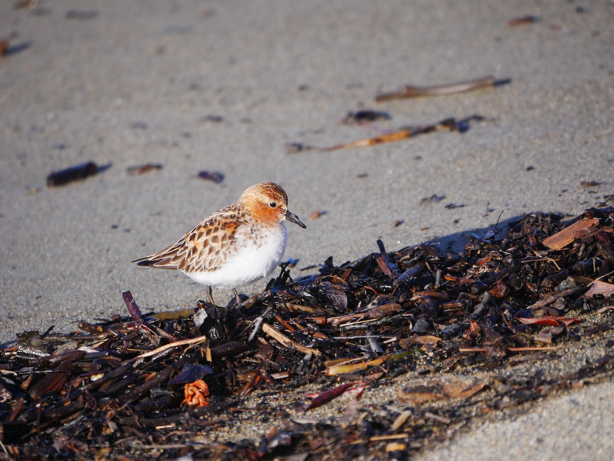 Red-necked Stint - ML620683843