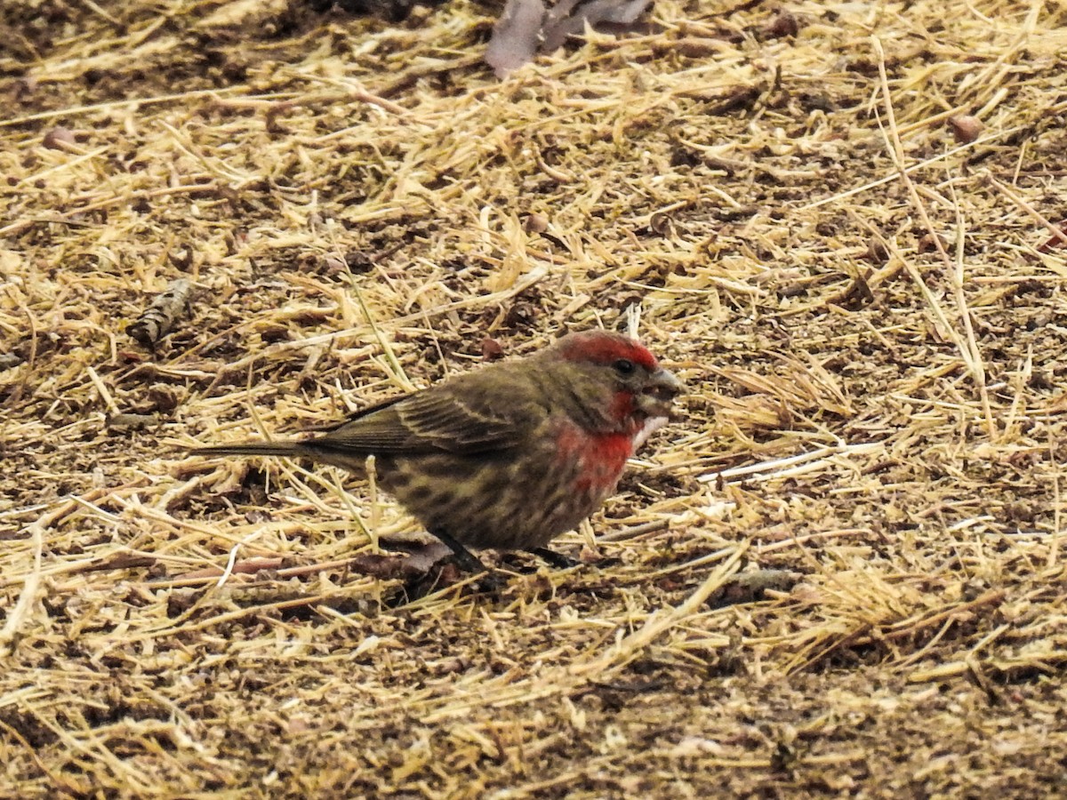 House Finch - ML620683844