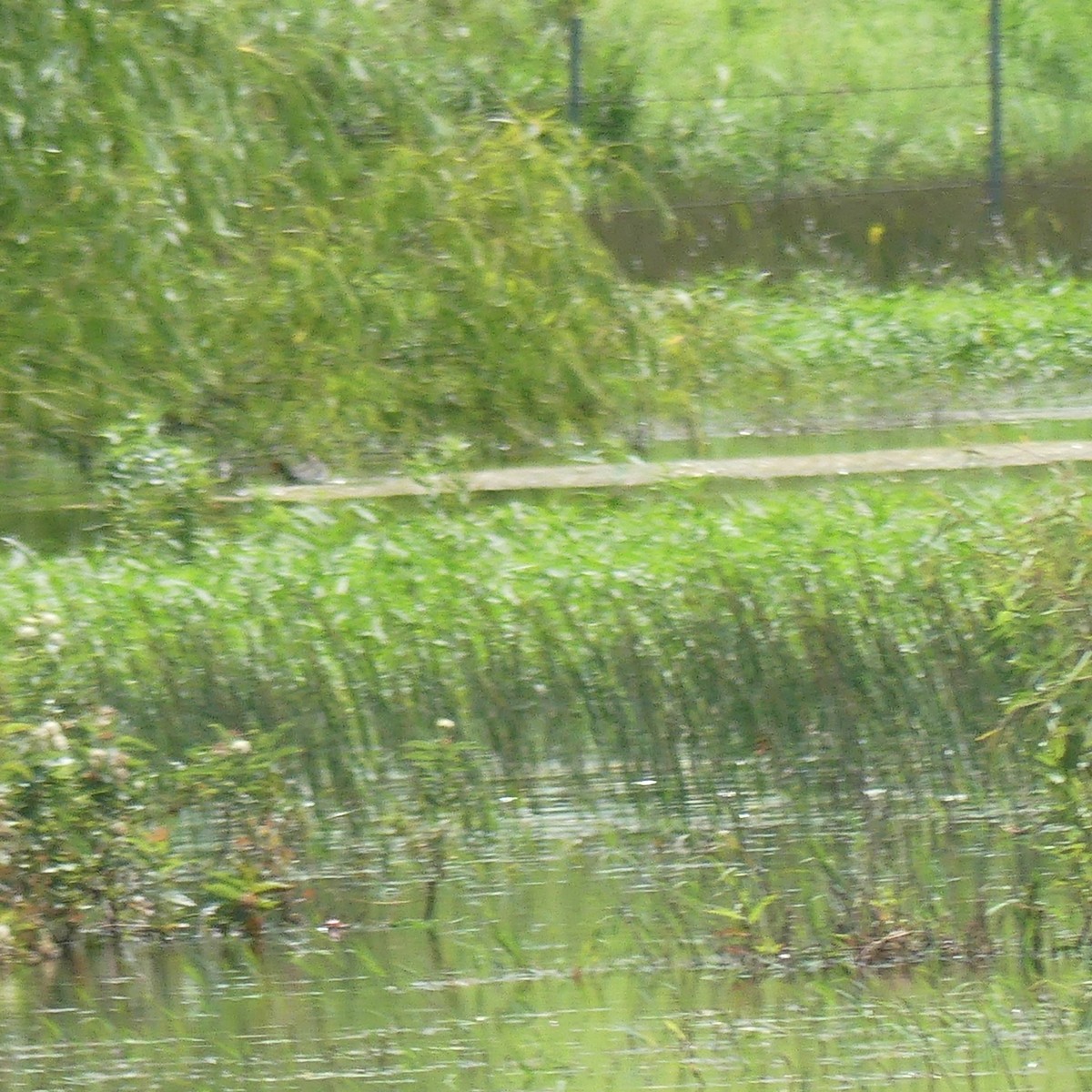 Common Gallinule - ML620683845