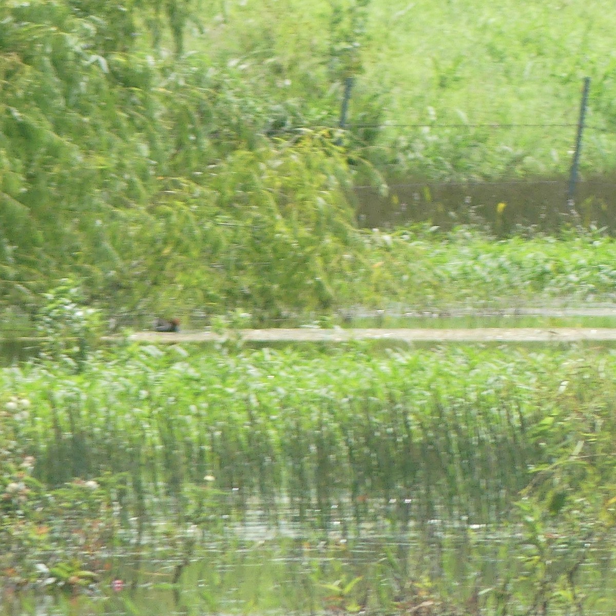 Common Gallinule - Brush Freeman