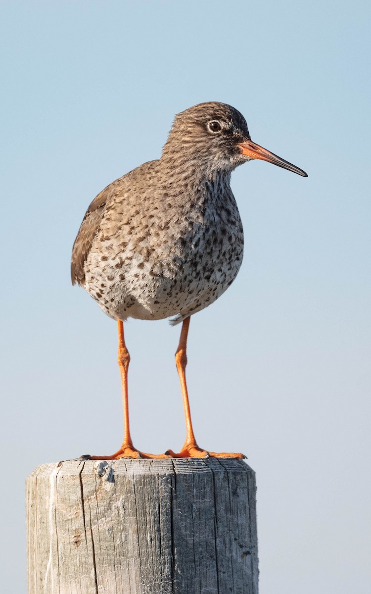 Common Redshank - ML620683848