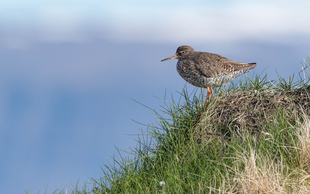 Common Redshank - ML620683849