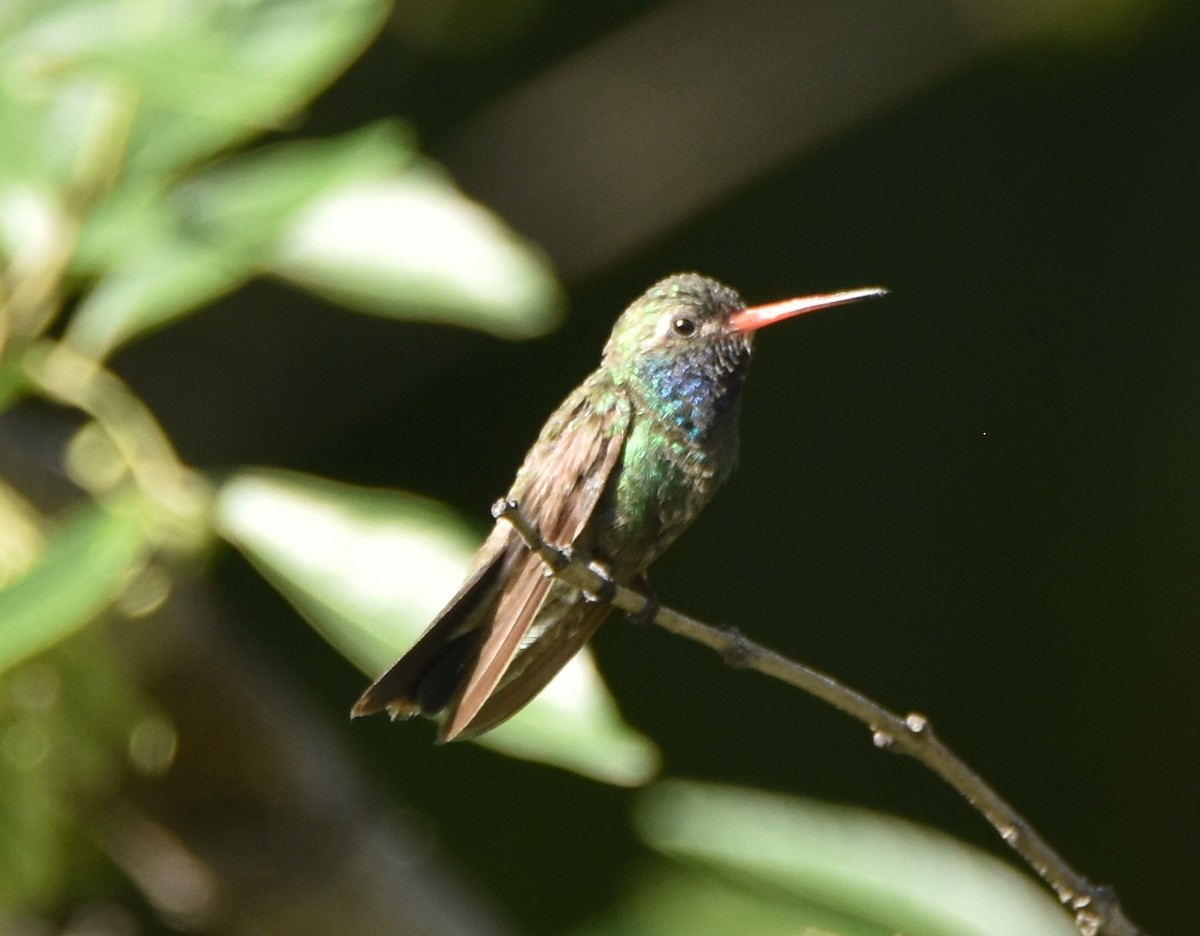 Colibrí Piquiancho Común - ML620683854