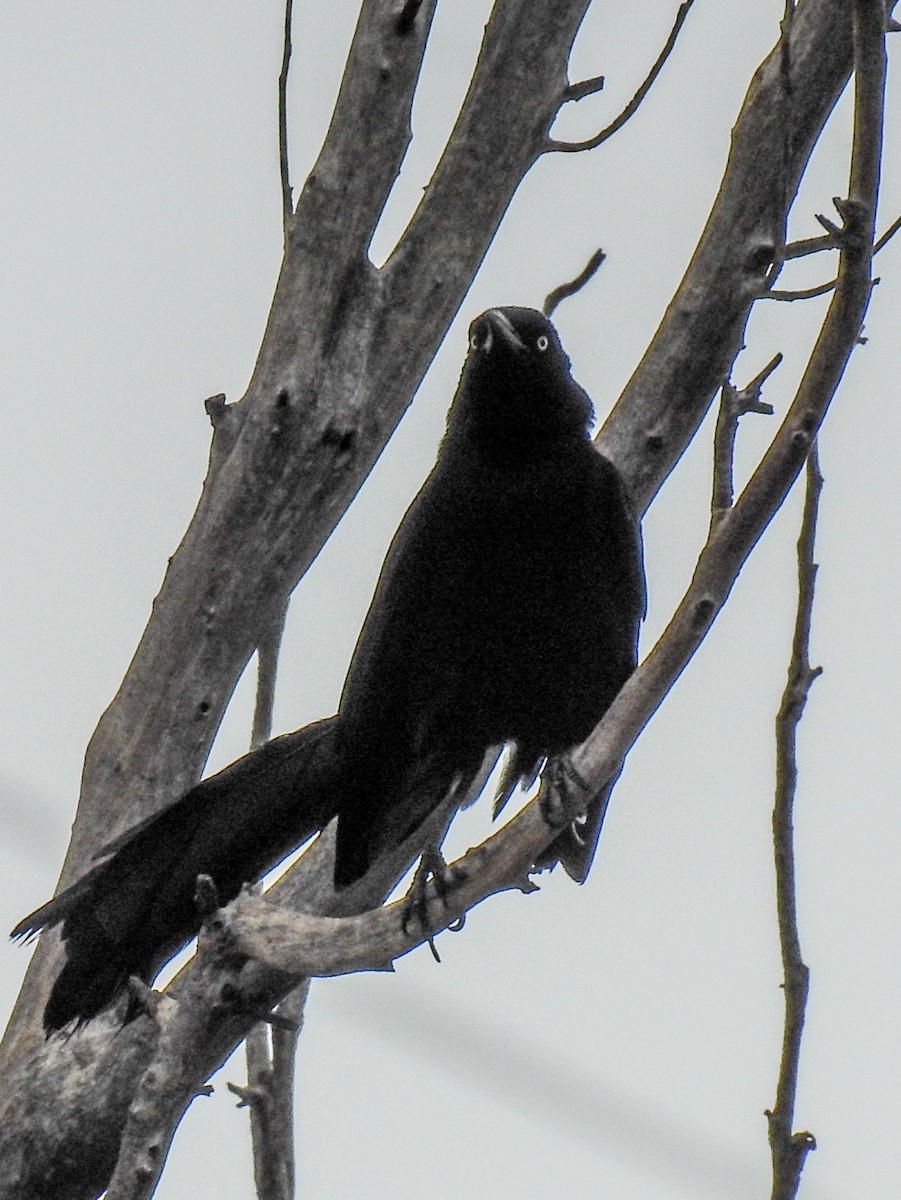 Great-tailed Grackle - ML620683857