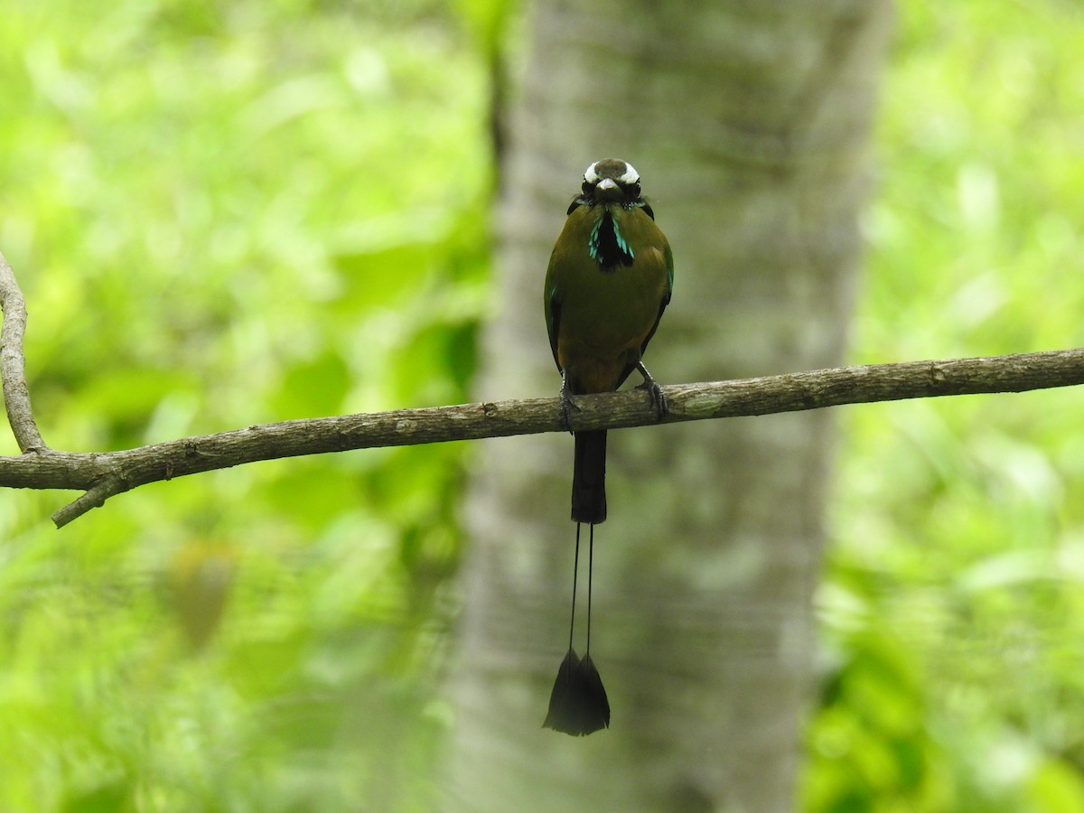 Motmot à sourcils bleus - ML620683858