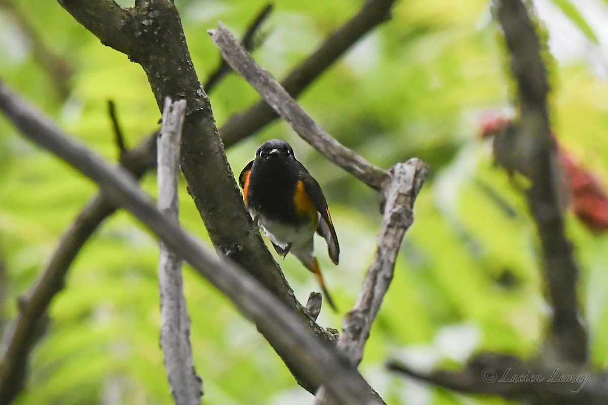 American Redstart - ML620683862