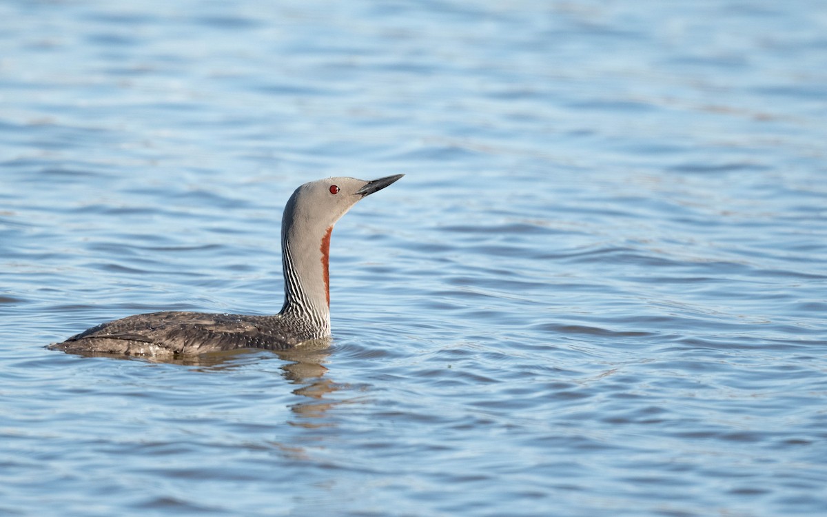 Red-throated Loon - ML620683864