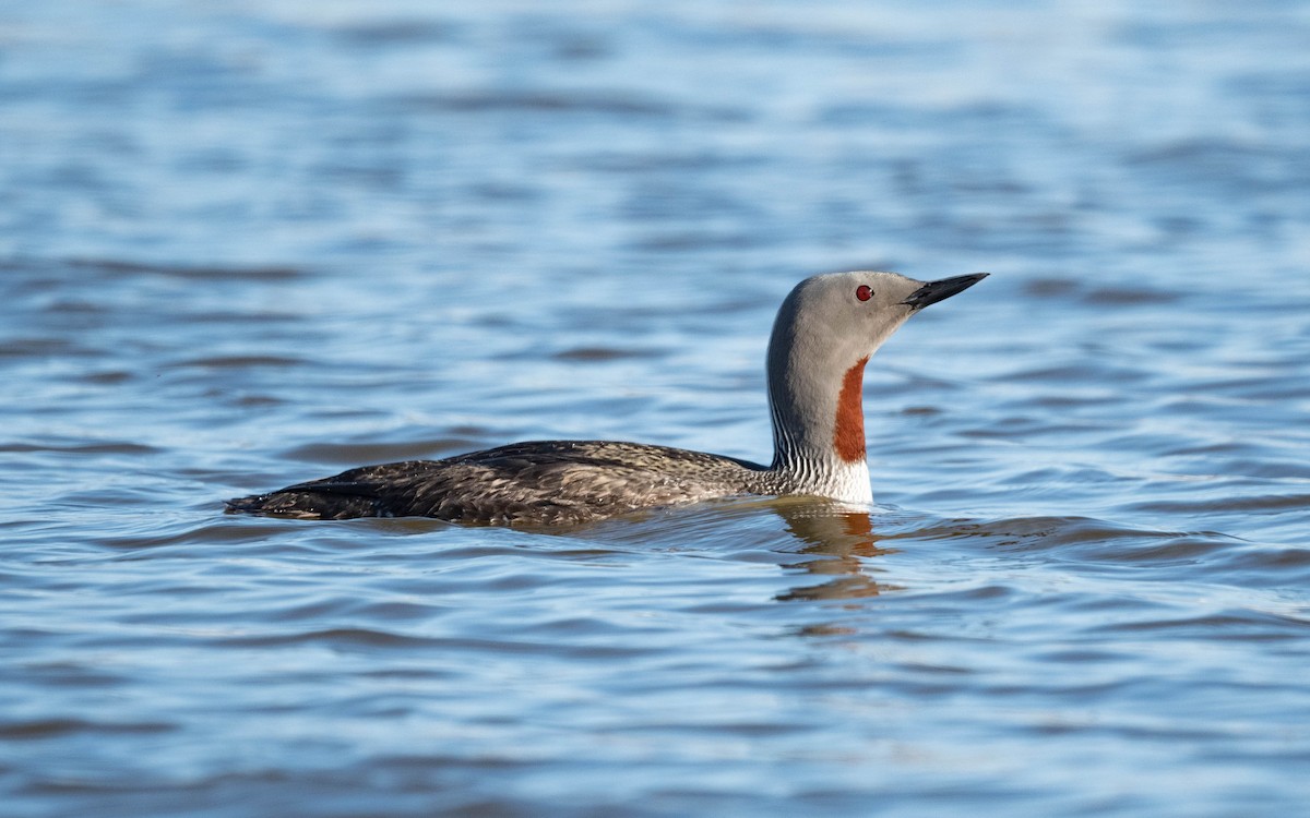 Red-throated Loon - ML620683865