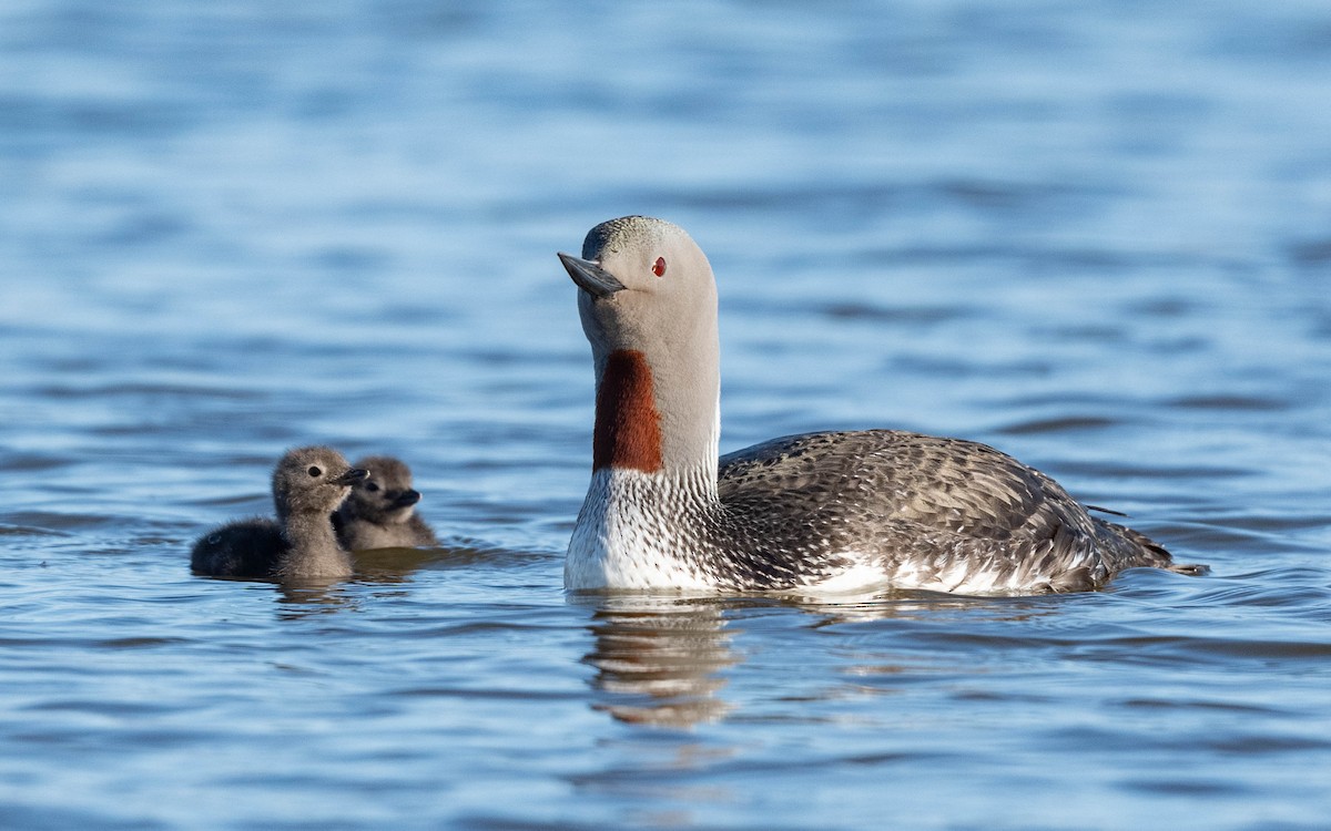 Red-throated Loon - ML620683866