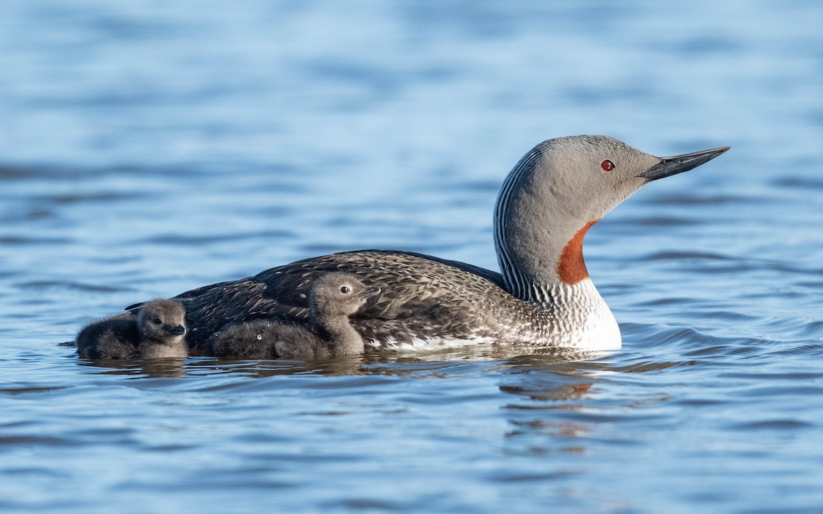 Red-throated Loon - ML620683867