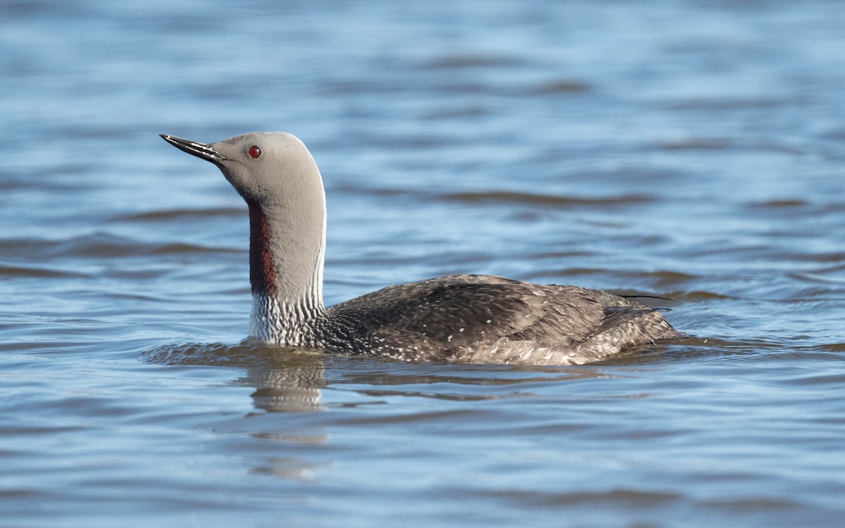 Red-throated Loon - ML620683868